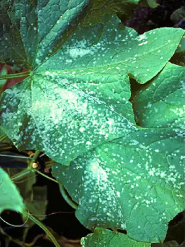 Powdery mildew
