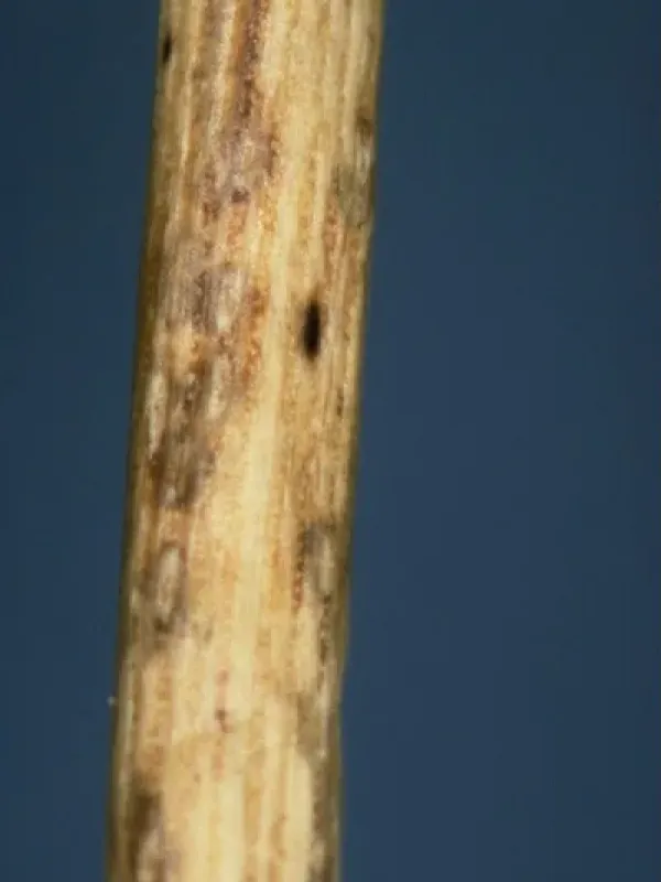 Lophodermella needle cast