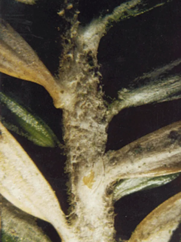 Nematostoma parasiticum