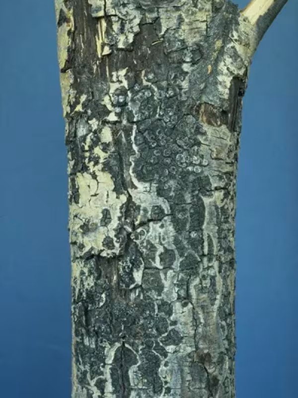 Hypoxylon canker