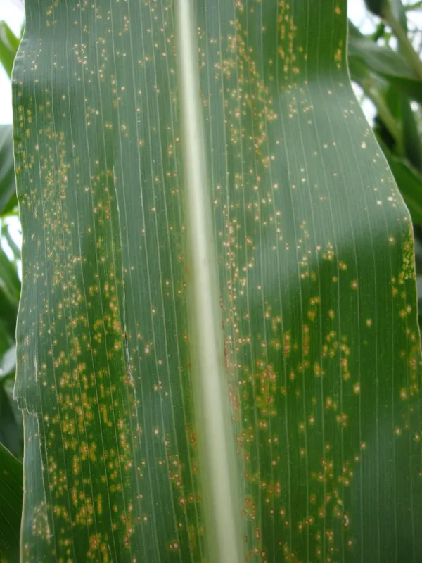 Eyespot of corn