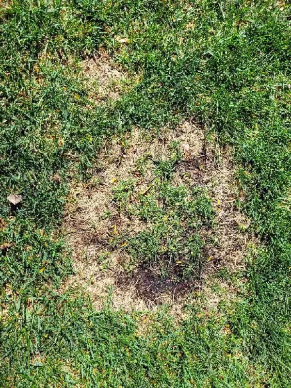 Некротична плямистість газону