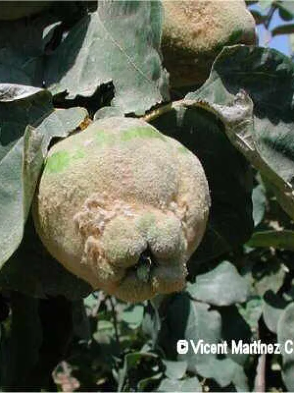 Quince Monilinia