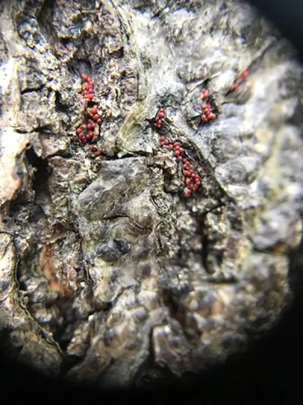 Beech bark disease