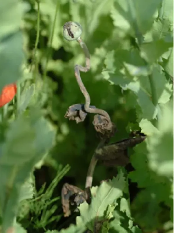 Poppy downy mildew