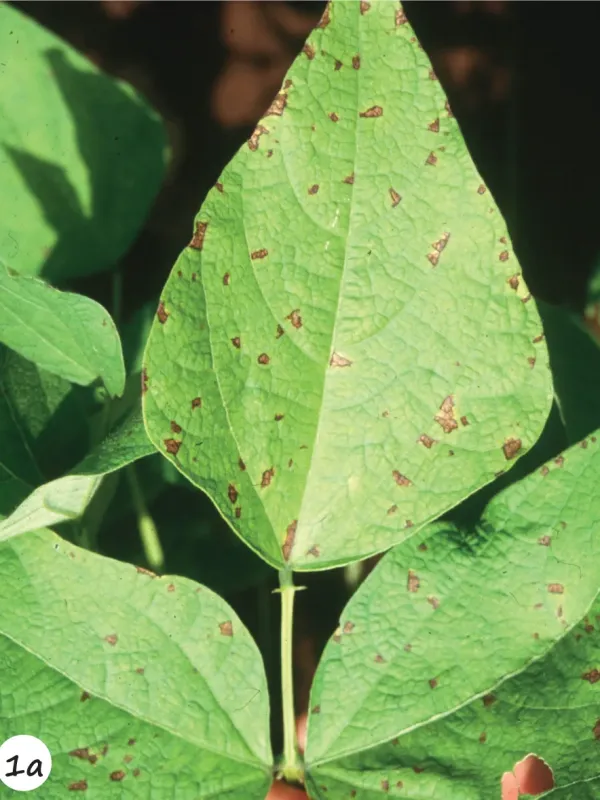 Angular leaf spot of bean