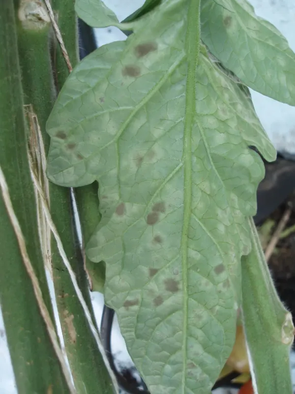 Passalora leaf spot