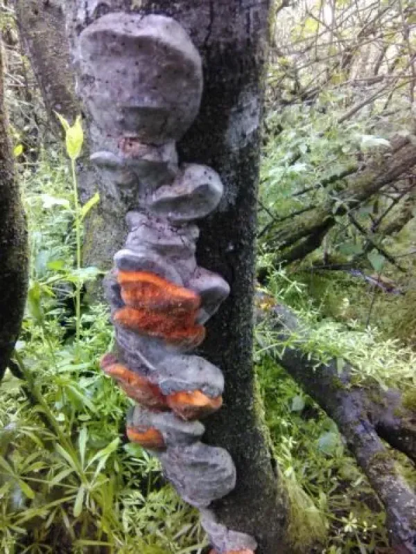 Phellinus plum rot
