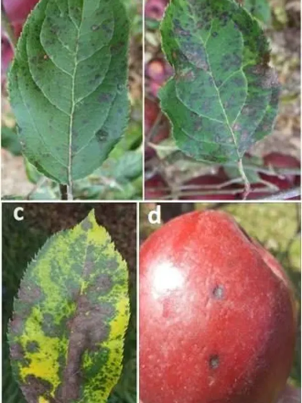 Apple phyllosticta leaf spot
