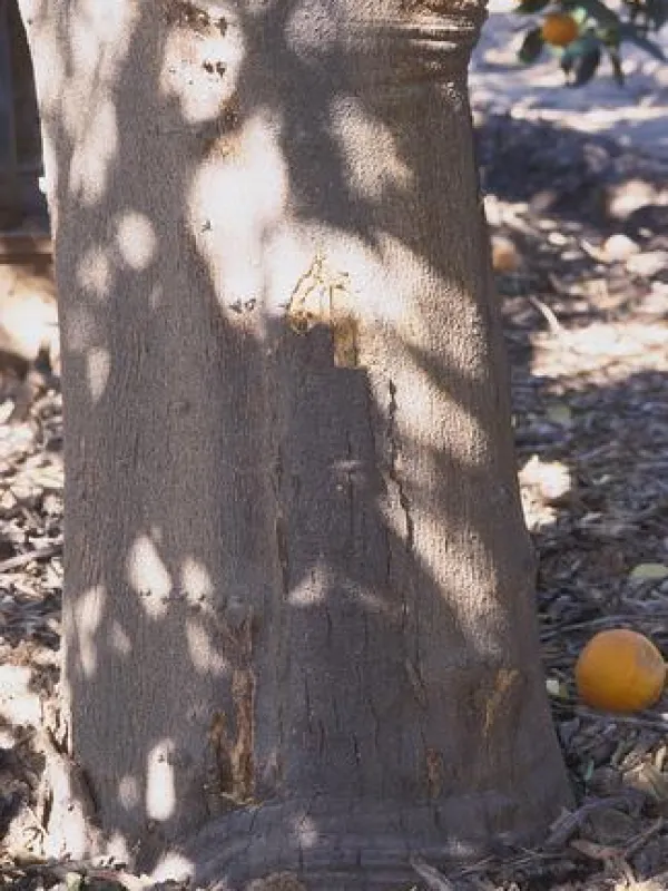 Citrus phytophthora
