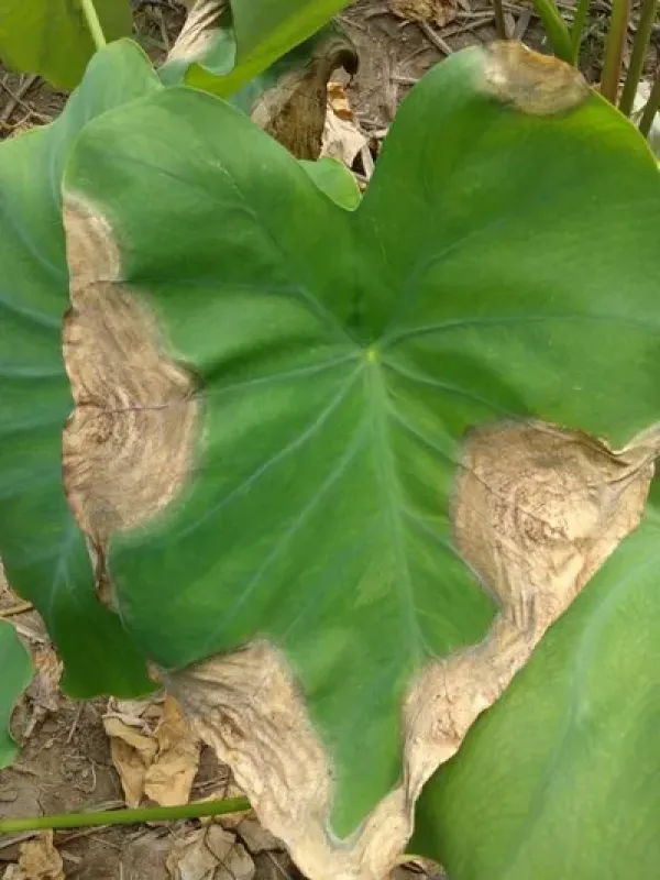 Taro leaf blight