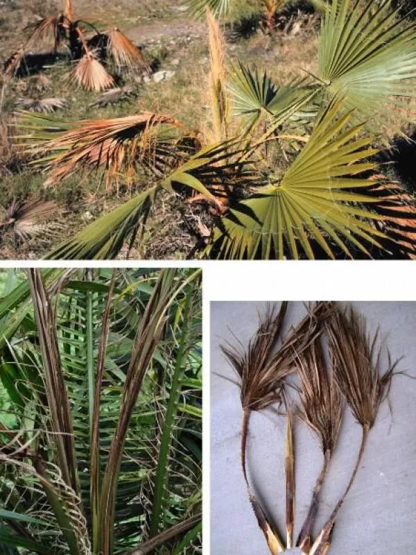 Phytophthora palmivora