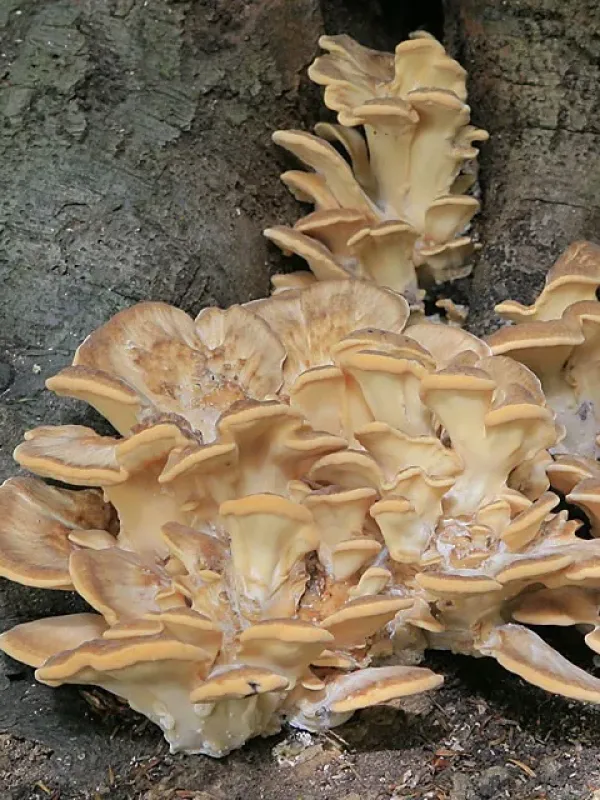 Giant Polypore