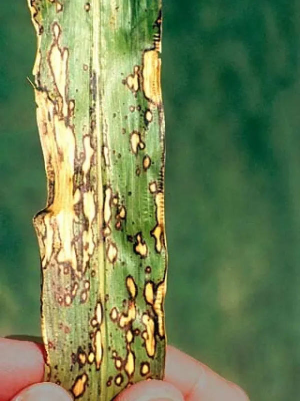 Bacterial leaf stripe of sorghum
