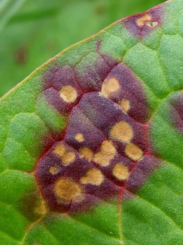 Ramularia leaf spot of lady's mantle