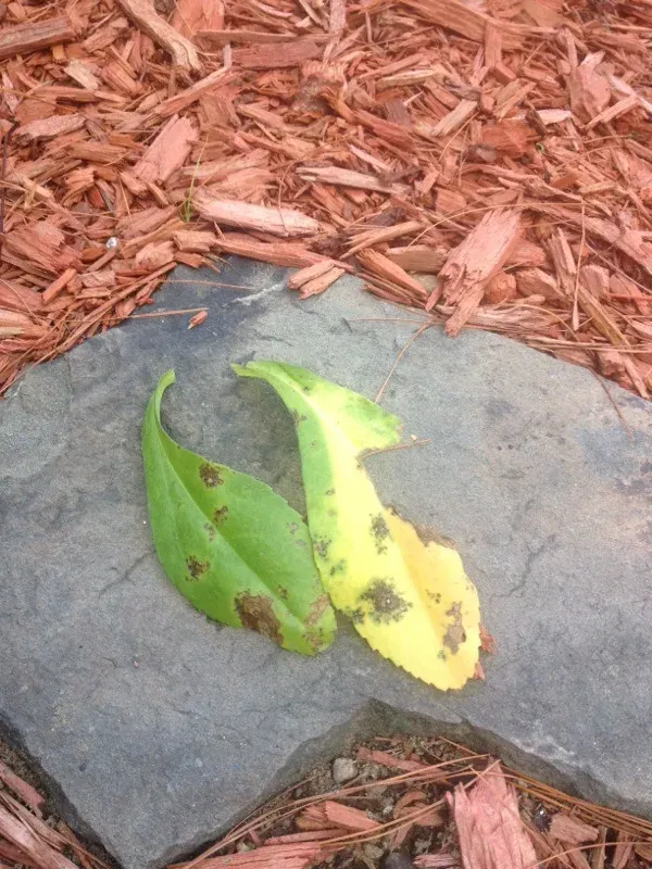 Septoria leaf spot of daisy