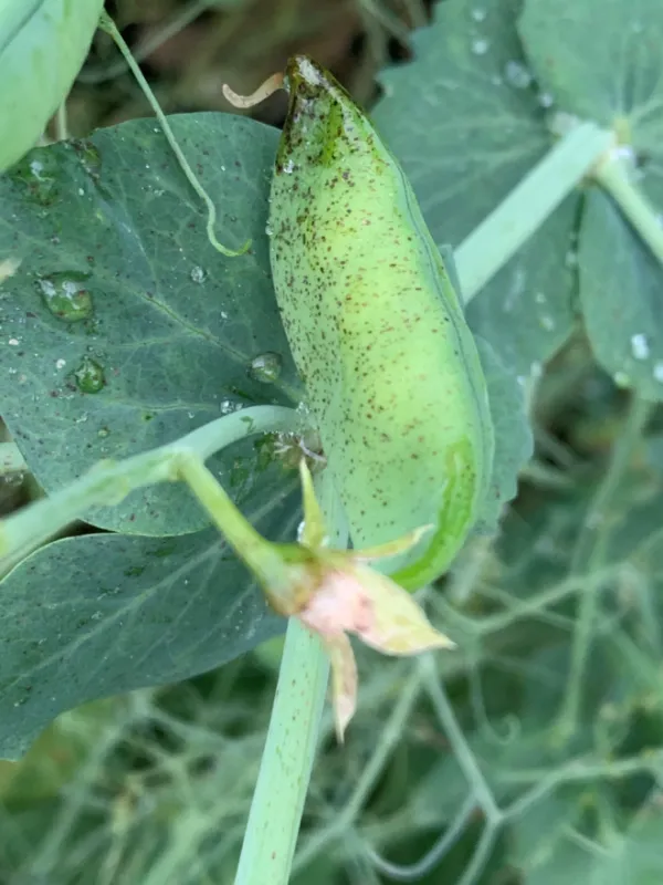 Pea septoria