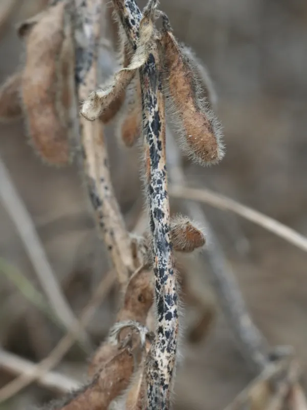 Soybean anthracnose