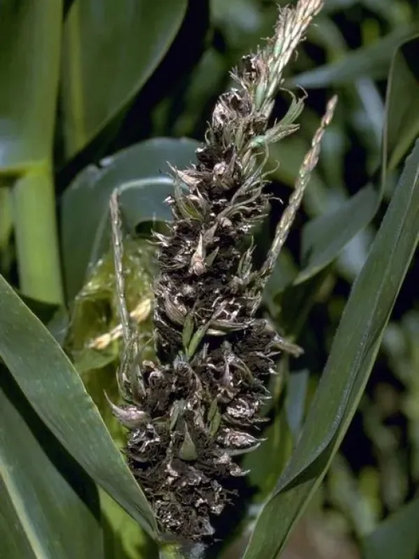 Sphacelotheca