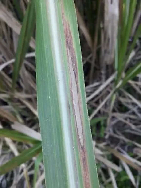 Saccharicola