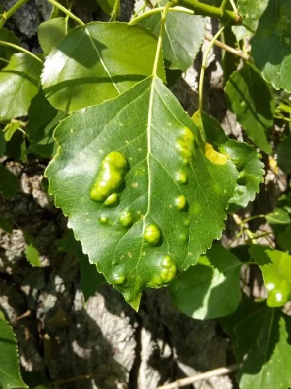 Poplar leaf blister