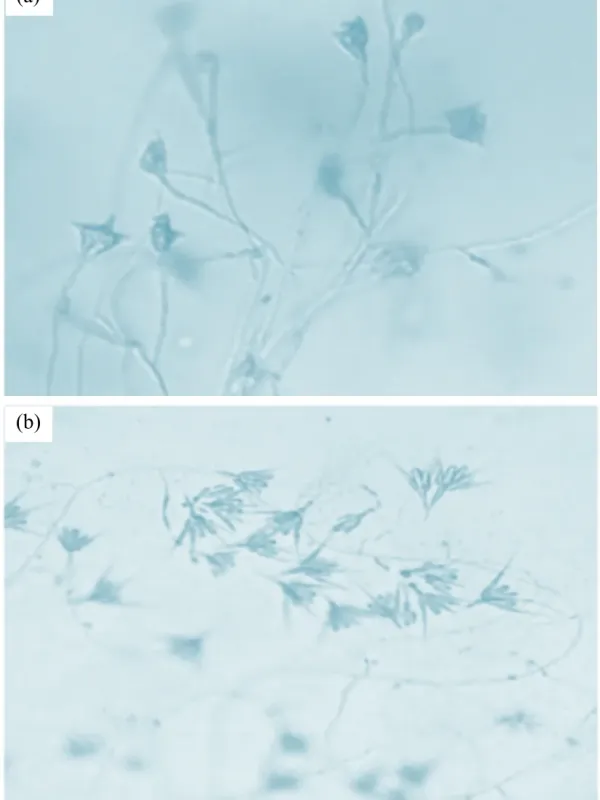 Tetracladium