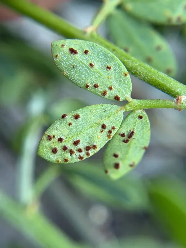 Pea rust