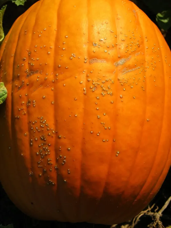 Bacterial leaf spot of cucurbits