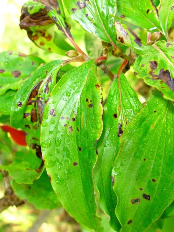 Platychora