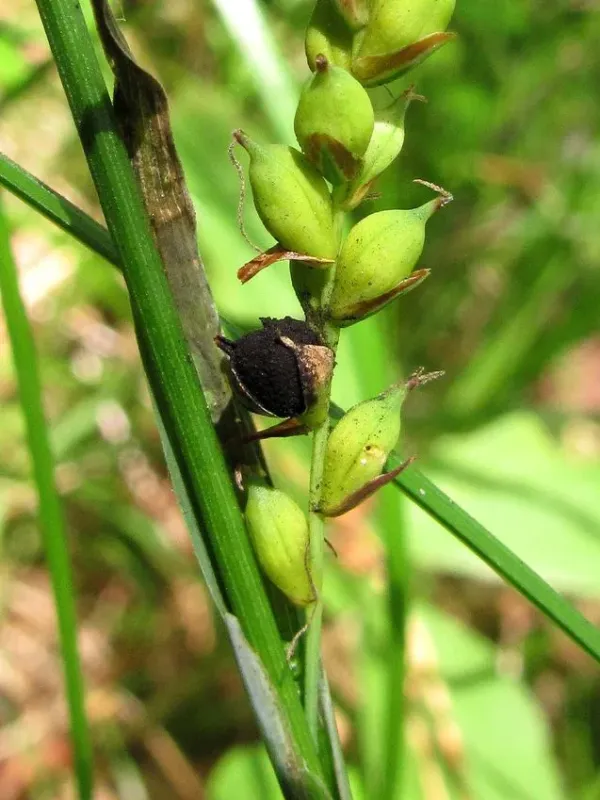 Leucocintractia smut of sedges