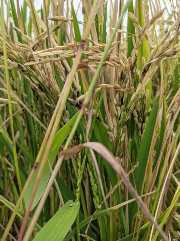 Kernel smut of rice
