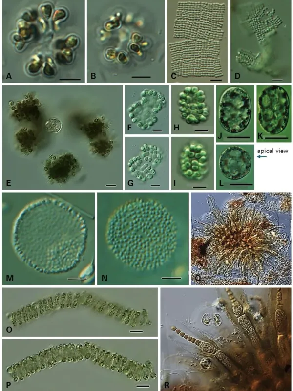 Gomphosphaeria aponina