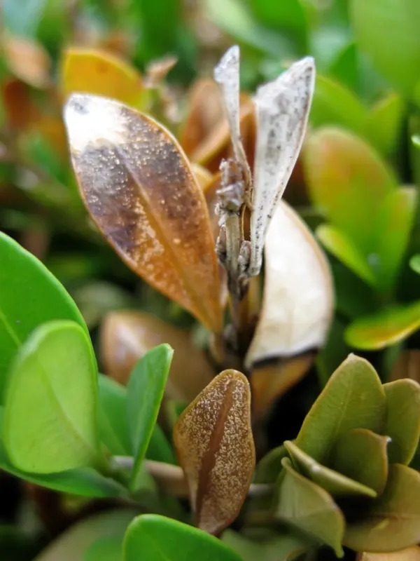 Macrophoma leaf spot