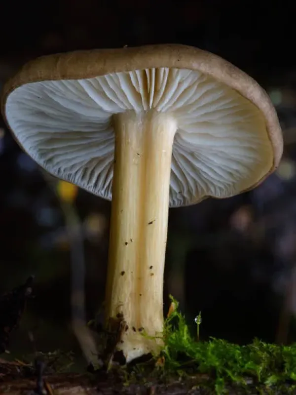 Megacollybia platyphylla