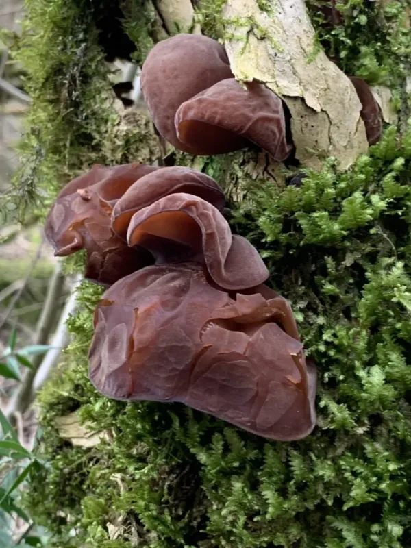 Auriculariales