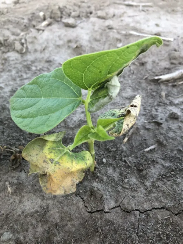 Curtobacterium wilt