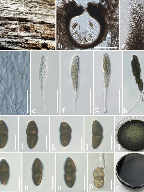 Didymosphaeriaceae