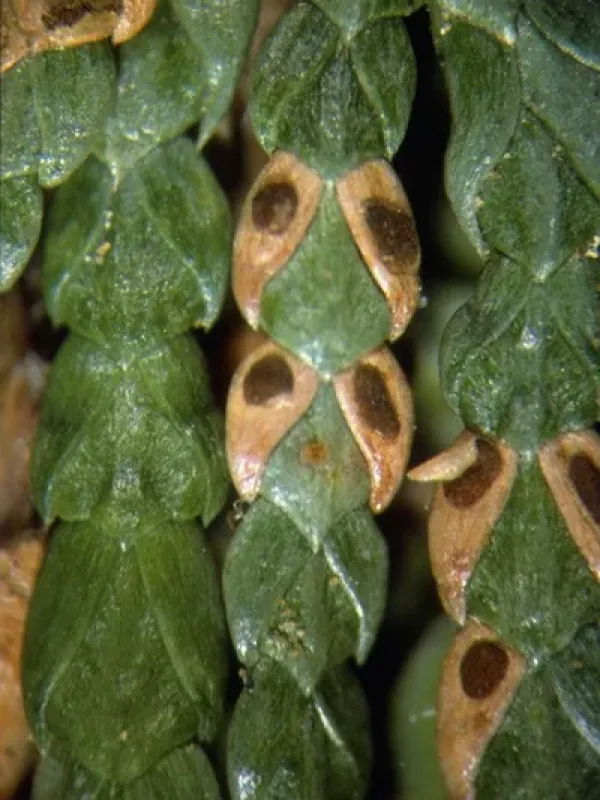 Didymascella leaf blight