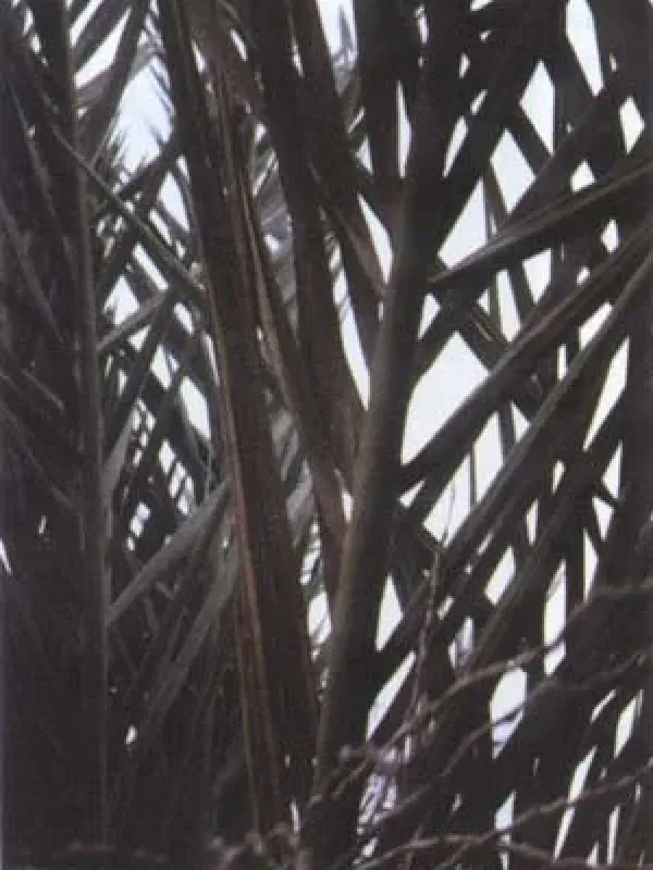 Mauginiella