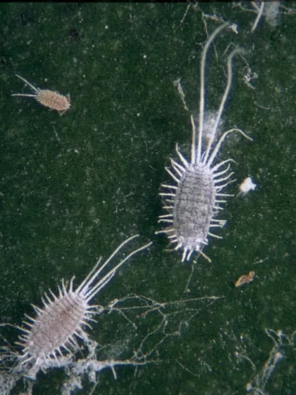 Paracoccus mealybug