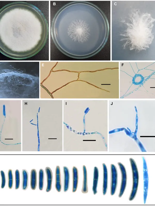 Fusarium root rot