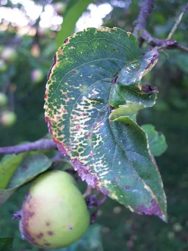 Apple mosaic virus