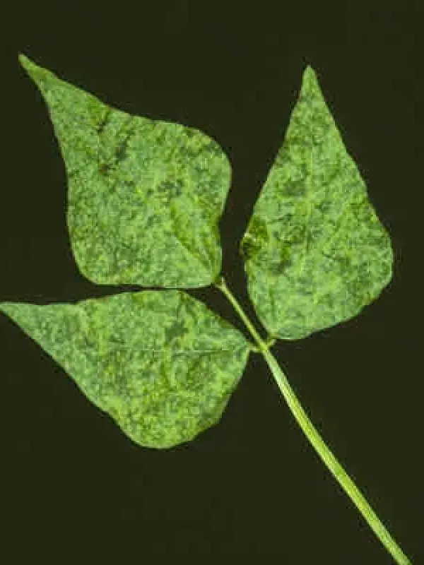 Bean common mosaic virus