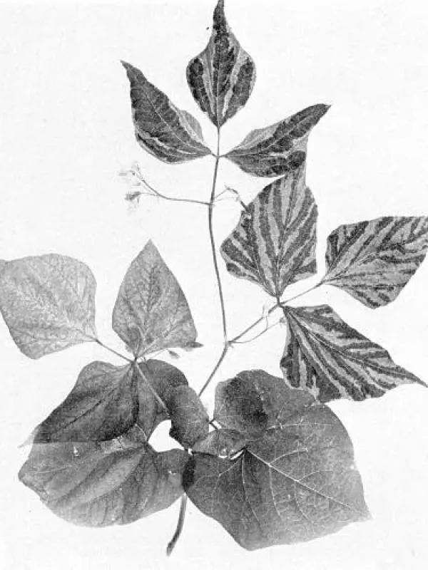 Bean common mosaic virus