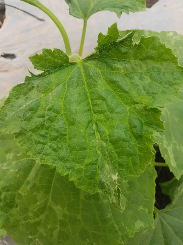Cucumber mosaic virus