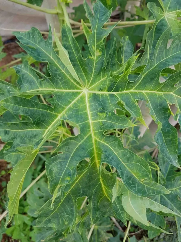 Вирус кольцевой пятнистости папайи