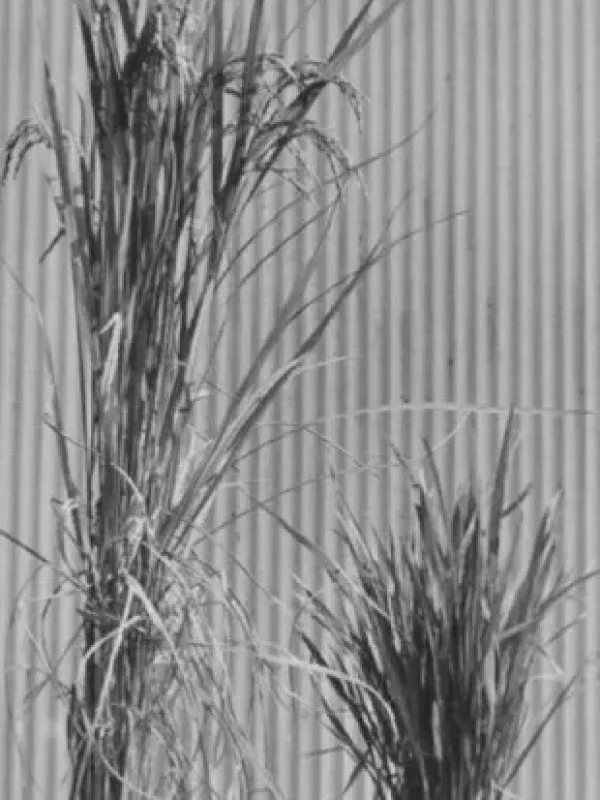 Rice dwarf