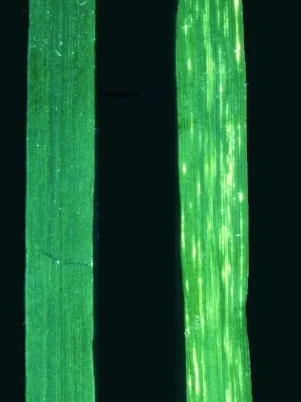 Dactylis mosaic virus