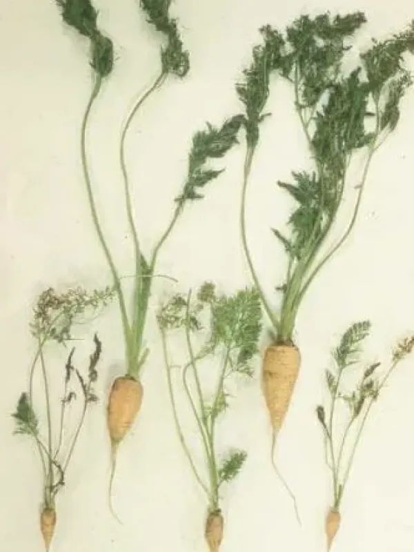 Carrot mosaic