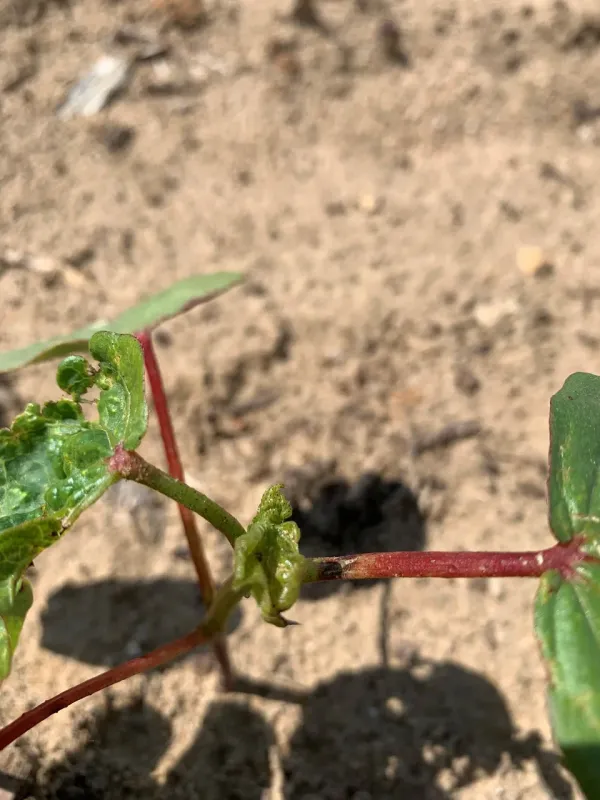 Cotton terminal disease